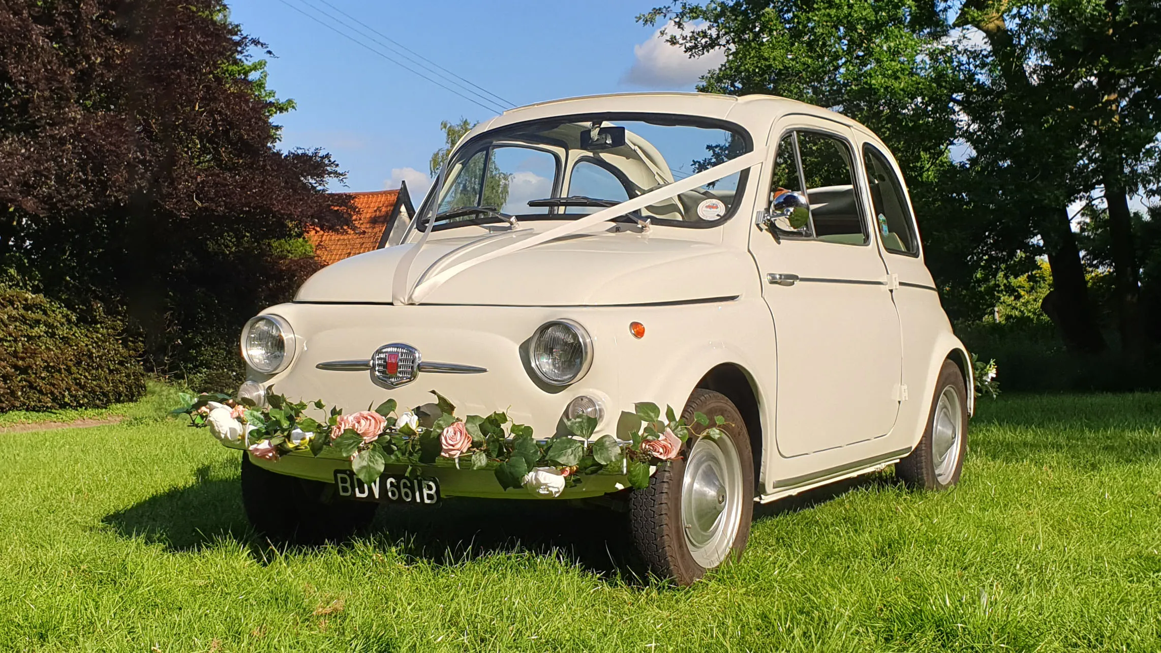 Classic italian Fiat in Ivory in a field with green grass