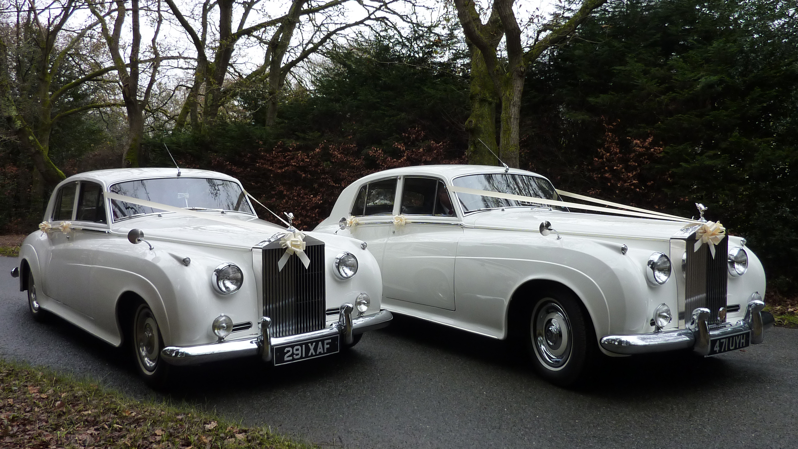 Two matching classic Rolls-Royce Silver Cloud next to each others decorated with ivory ribbons and bows on top of the long chrome front radiator grill in an Autumn background in th