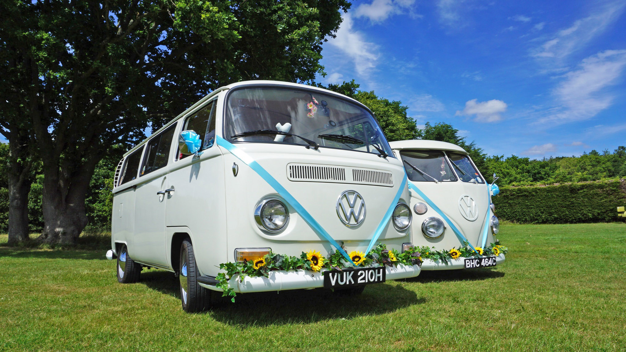 Two Classic VW Campervans decorated with turquoise blue Ribbons at a local Woking park with green trees in the background