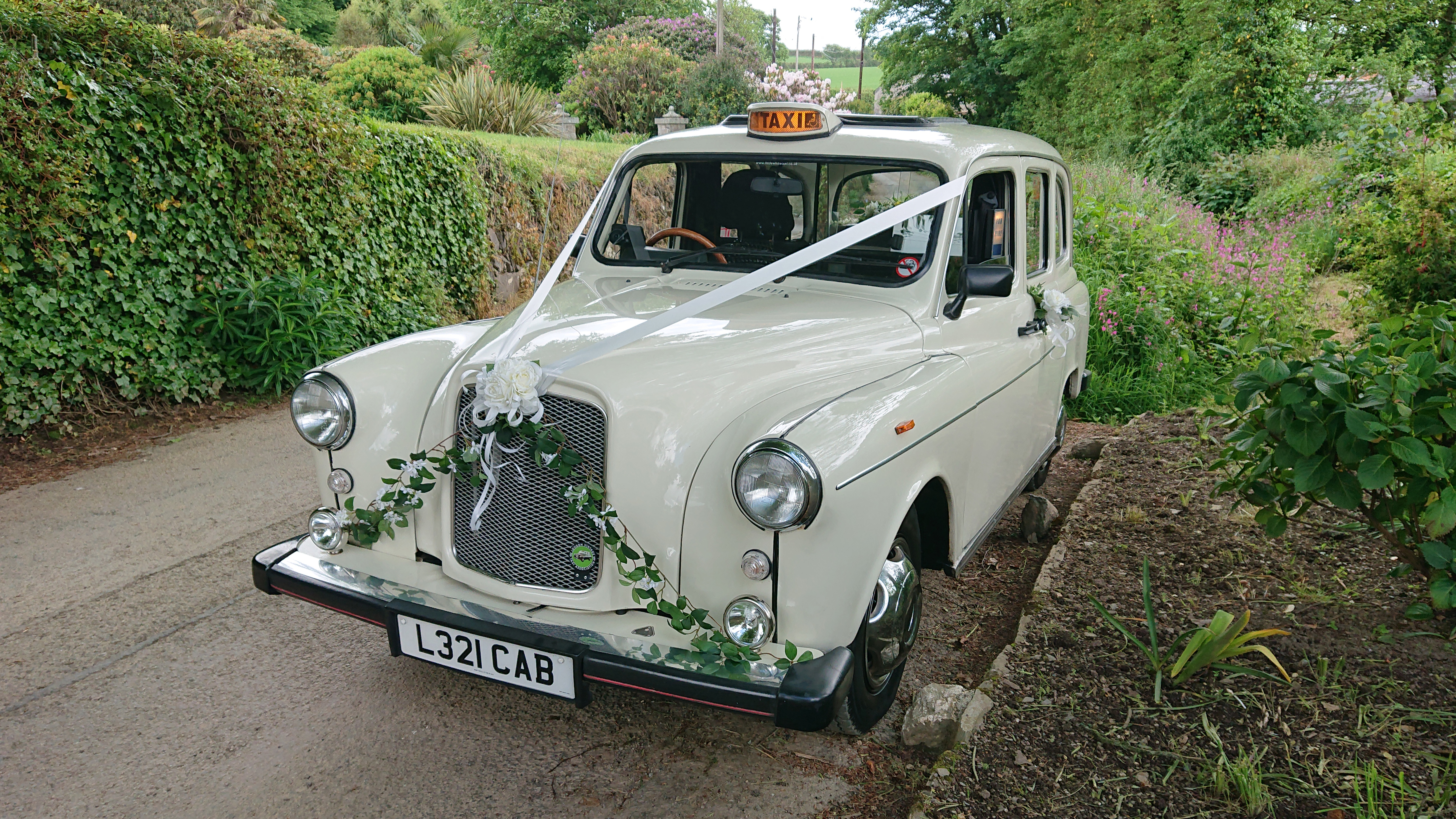 Classic Taxi Cab decorated with wedding ribbons across its bonnet and floral arrangement in the Cornish country side