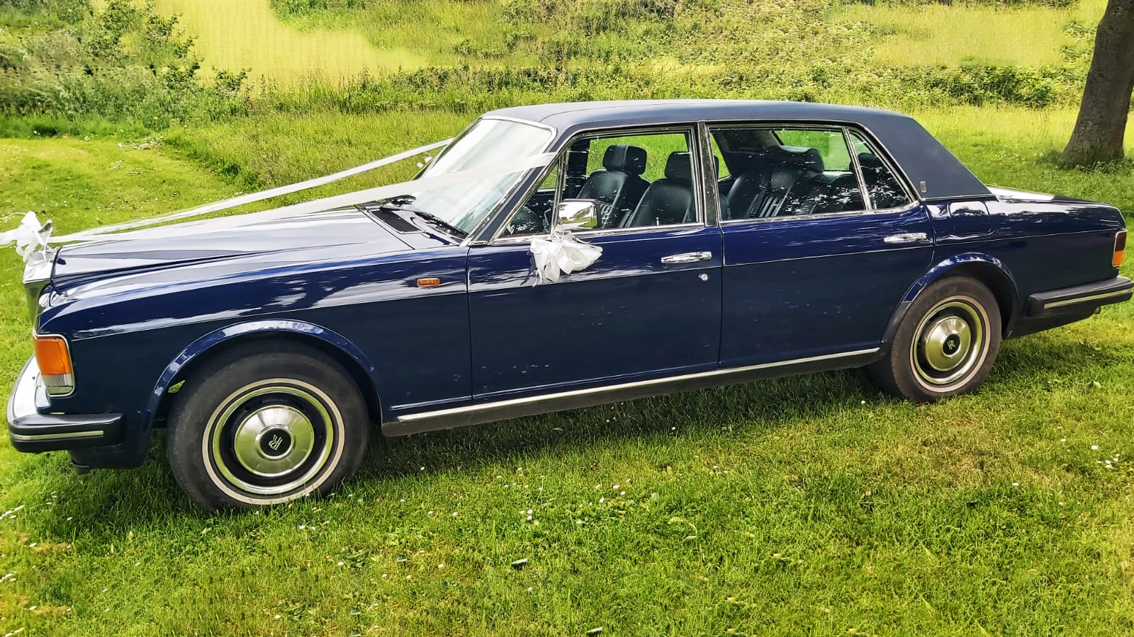 Left side view of blue rolls-royce silver spur with white ribbon and bow