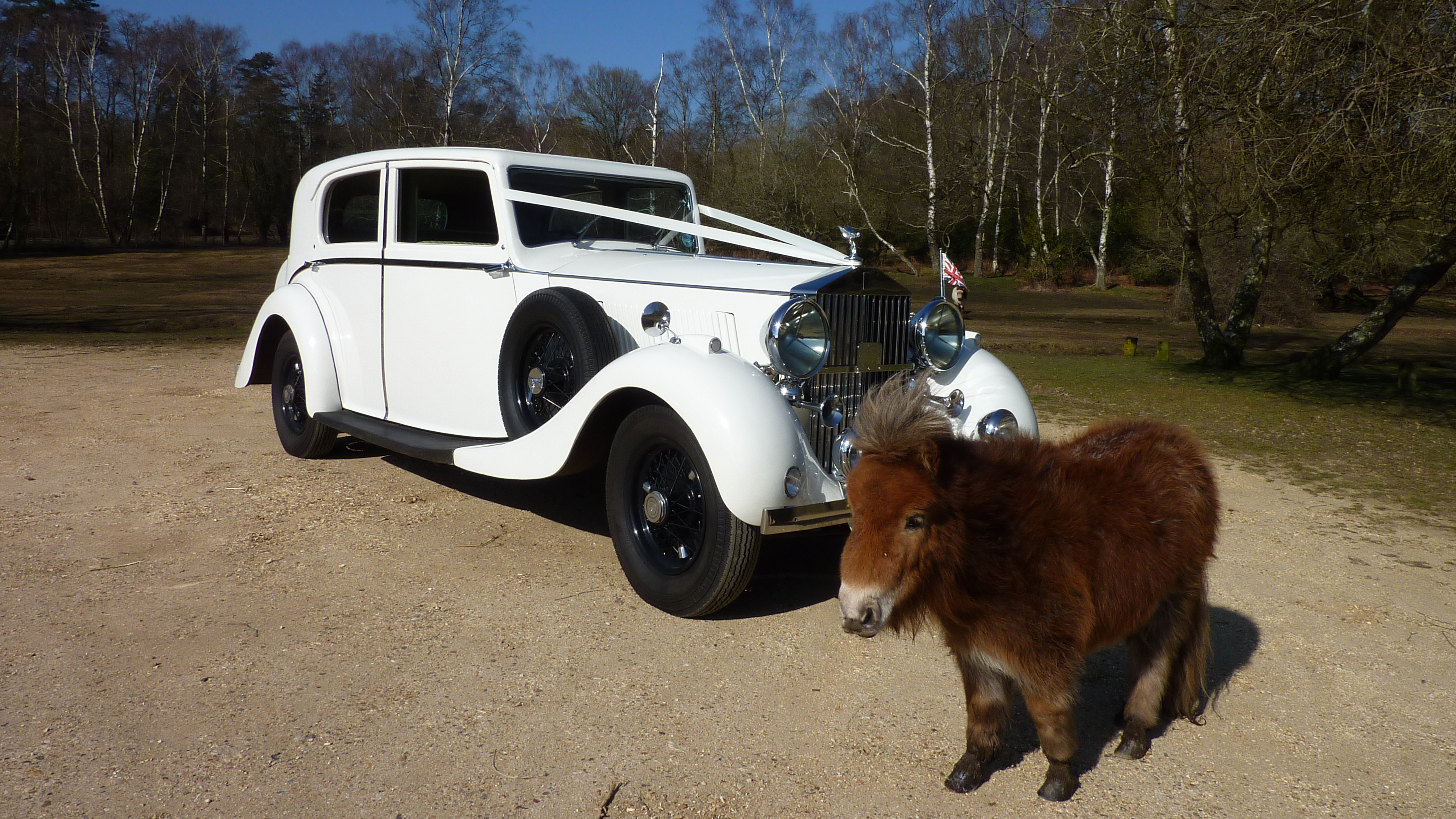 White Vintage Rolls-Royce with traditional white ribbons parked in the New Forest National Park in Hampshire. A Brown pony is standing in front of the vehicle.