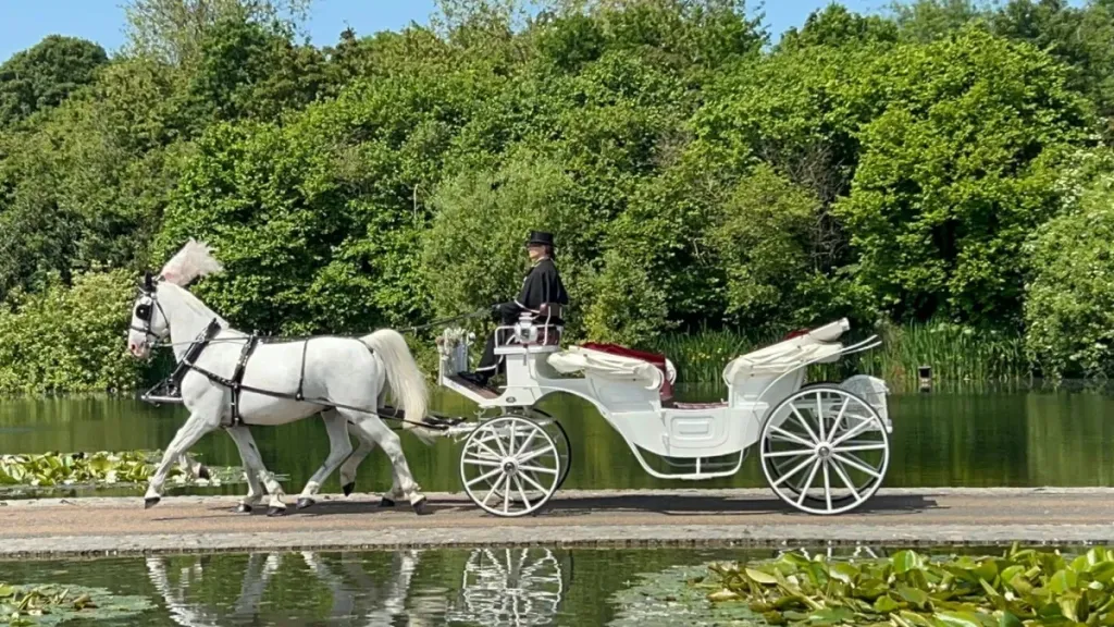 Two white horses pulling a white convertible carriage with handler in full attire